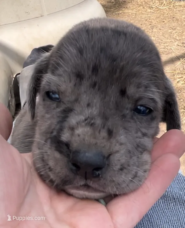 Bear – Great Dane, Cane Corso puppy for sale in Denver, CO