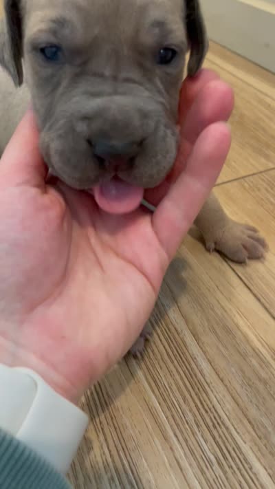 Moose , a male Great Dane and Cane Corso for sale in Denver, CO – 5 of 10