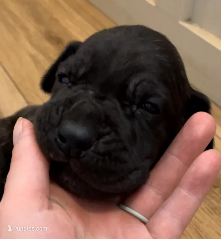 Rolo – Great Dane, Cane Corso puppy for sale in Denver, CO