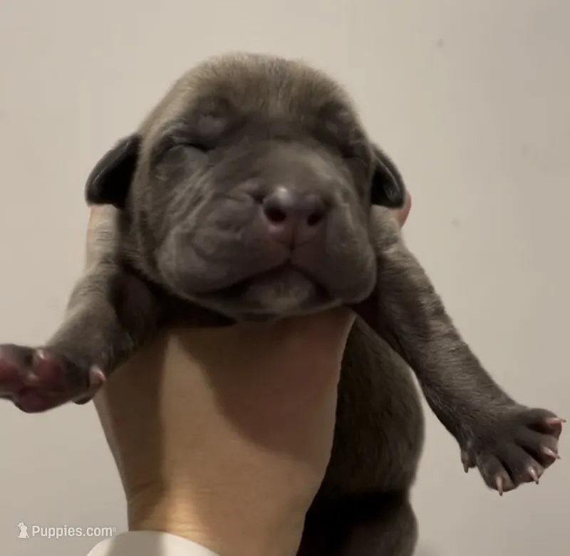 Butterscotch  – Cane Corso puppy for sale in Denver, CO