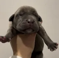 Butterscotch , a female Cane Corso for sale in Denver, CO – 1 of 5