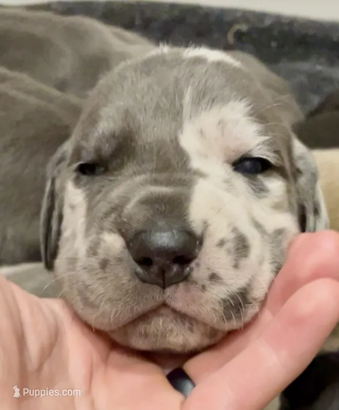⚒️Thor ⚒️ – Great Dane, Cane Corso puppy for sale in Denver, CO