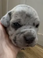 Patches, a female Great Dane and Cane Corso for sale in Denver, CO – 3 of 7