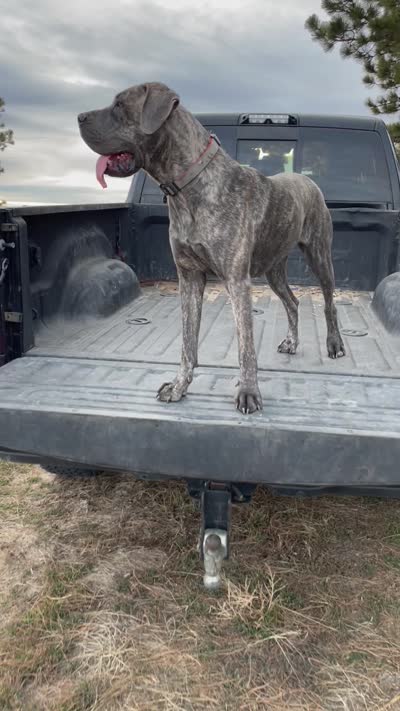 Bre’s Raven , a female Great Dane and Cane Corso for sale in Denver, CO – 6 of 10