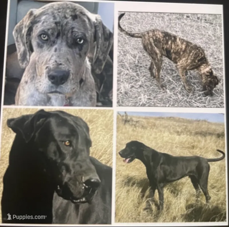 Cami and Rip coming October 2026 – Great Dane, Cane Corso puppy for sale in Denver, CO