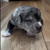 Ace , a male Great Dane and Cane Corso for sale in Denver, CO – 3 of 7