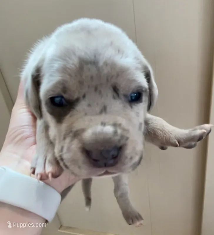 Patches – Great Dane, Cane Corso puppy for sale in Denver, CO