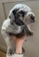 Oreo, a female Great Dane and Cane Corso for sale in Denver, CO – 3 of 6