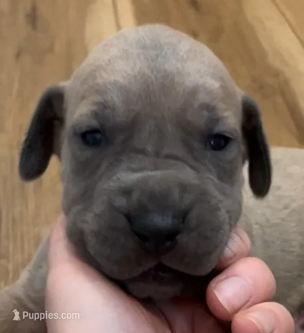 Moose  – Great Dane, Cane Corso puppy for sale in Denver, CO