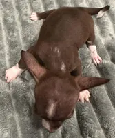 Gunther, a male Chihuahua for sale in Whittier, NC – Photo 3 of 6