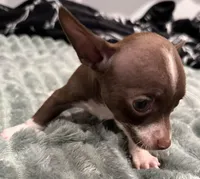 Gunther, a male Chihuahua for sale in Whittier, NC – Photo 2 of 6