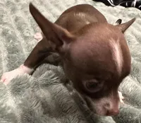 Gunther, a male Chihuahua for sale in Whittier, NC – Photo 1 of 6