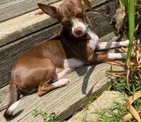 Gunther, a male Chihuahua for sale in Whittier, NC – Photo 6 of 6