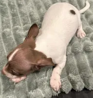 Buster, a male Chihuahua for sale in Whittier, NC – Photo 2 of 6