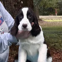Meshach, a male English Springer Spaniel for sale in Charleston, SC – Photo 1 of 8