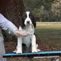 Meshach, a male English Springer Spaniel for sale in Charleston, SC – Photo 6 of 8