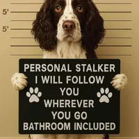 Meshach, a male English Springer Spaniel for sale in Charleston, SC – Photo 8 of 8