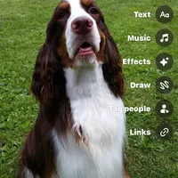 Meshach, a male English Springer Spaniel for sale in Charleston, SC – Photo 7 of 8