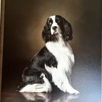 Meshach, a male English Springer Spaniel for sale in Charleston, SC – Photo 5 of 8