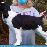 Meshach, a male English Springer Spaniel for sale in Charleston, SC – Photo 3 of 8