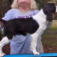 Meshach, a male English Springer Spaniel for sale in Charleston, SC – Photo 2 of 8
