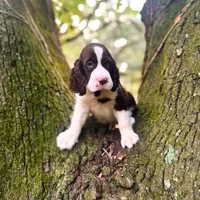 Ralph Lauren, a male English Springer Spaniel for sale in Charleston, SC – Photo 3 of 10