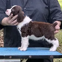 Ralph Lauren, a male English Springer Spaniel for sale in Charleston, SC – Photo 7 of 10