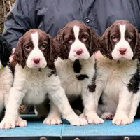 Ralph Lauren, a male English Springer Spaniel for sale in Charleston, SC – Photo 5 of 10