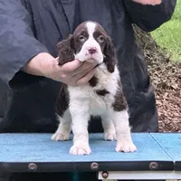 Ralph Lauren, a male English Springer Spaniel for sale in Charleston, SC – Photo 6 of 10