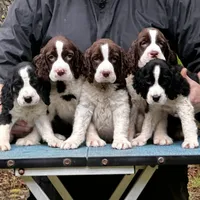 Ralph Lauren, a male English Springer Spaniel for sale in Charleston, SC – Photo 4 of 10