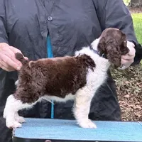 Ralph Lauren, a male English Springer Spaniel for sale in Charleston, SC – Photo 8 of 10