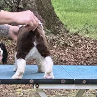 Ralph Lauren, a male English Springer Spaniel for sale in Charleston, SC – Photo 10 of 10