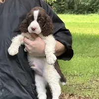 Ralph Lauren, a male English Springer Spaniel for sale in Charleston, SC – Photo 1 of 10
