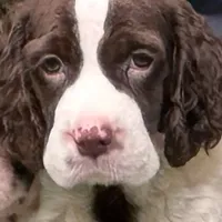 Ralph Lauren, a male English Springer Spaniel for sale in Charleston, SC – Photo 2 of 10