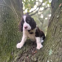 Ralph Lauren, a male English Springer Spaniel for sale in Charleston, SC – Photo 9 of 10