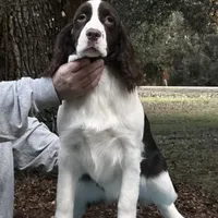 Shadrack, a male English Springer Spaniel for sale in Charleston, SC – Photo 2 of 5