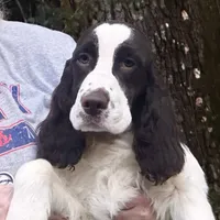 Shadrack, a male English Springer Spaniel for sale in Charleston, SC – Photo 1 of 5