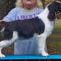 Shadrack, a male English Springer Spaniel for sale in Charleston, SC – Photo 3 of 5