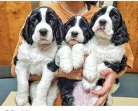 SEASHORE SPRINGERS, a male English Springer Spaniel for sale in Charleston, SC – Photo 2 of 2