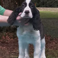 Micheal, a male English Springer Spaniel for sale in Charleston, SC – Photo 3 of 3