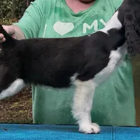 Micheal, a male English Springer Spaniel for sale in Charleston, SC – Photo 2 of 3