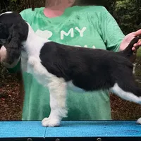 Micheal, a male English Springer Spaniel for sale in Charleston, SC – Photo 1 of 3