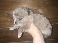 AKC Mable, a female Pomeranian for sale in Brevard, NC – 2 of 5