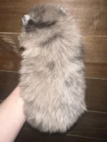AKC Mable, a female Pomeranian for sale in Brevard, NC – 3 of 5