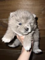 AKC Mable, a female Pomeranian for sale in Brevard, NC – 1 of 5