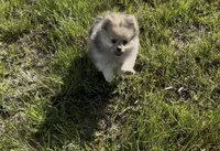 AKC Asher, a male Pomeranian for sale in Brevard, NC – 3 of 10