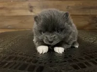 Hermione, a female Pomeranian for sale in Brevard, NC – Photo 2 of 6