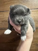 Hermione, a female Pomeranian for sale in Brevard, NC – Photo 4 of 6