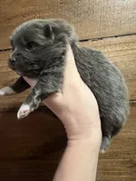 Hermione, a female Pomeranian for sale in Brevard, NC – Photo 5 of 6