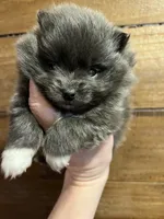 Hermione, a female Pomeranian for sale in Brevard, NC – Photo 1 of 6